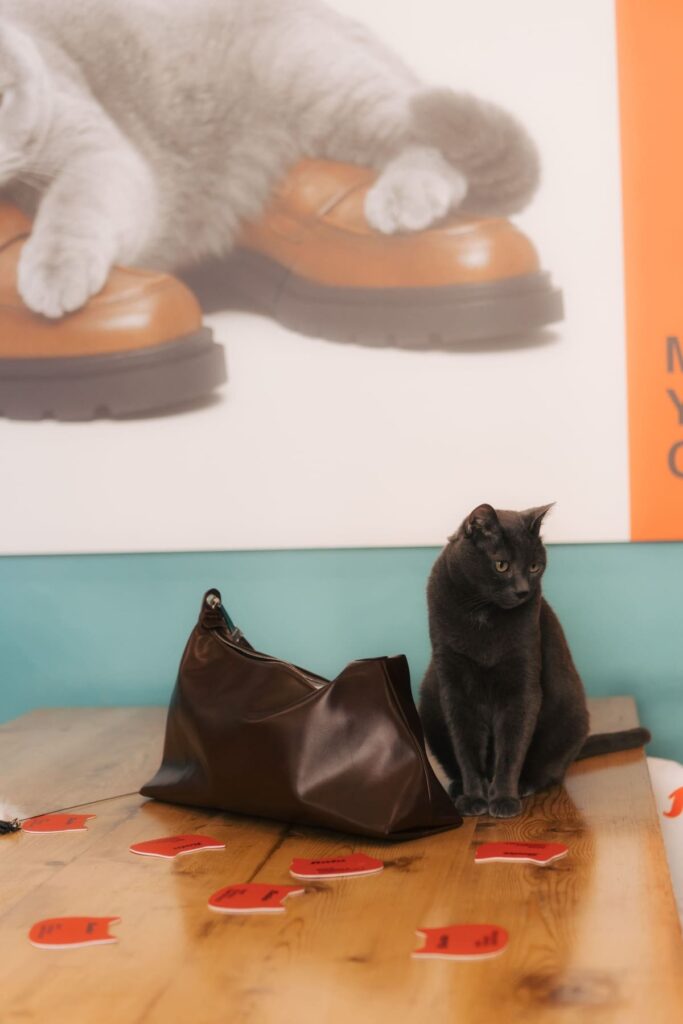 Un gatto accanto a un modello della collezione Bata autunno inverno 2026 al Crazy Cat Café di Milano